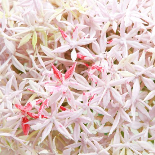 Article Allium à fleurs roses oignon artificiel Ø18cm L90cm