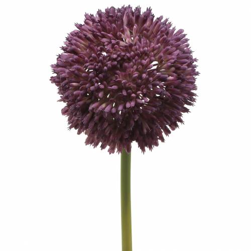 Floristik24 Allium d'ornement lilas artificiel Ø12cm 65cm