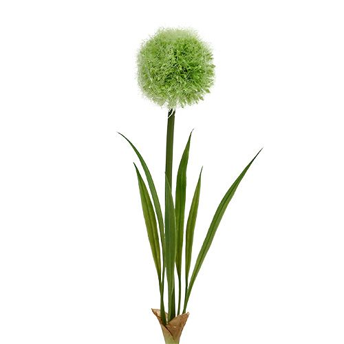 Floristik24 Allium vert L37.5cm 4pcs