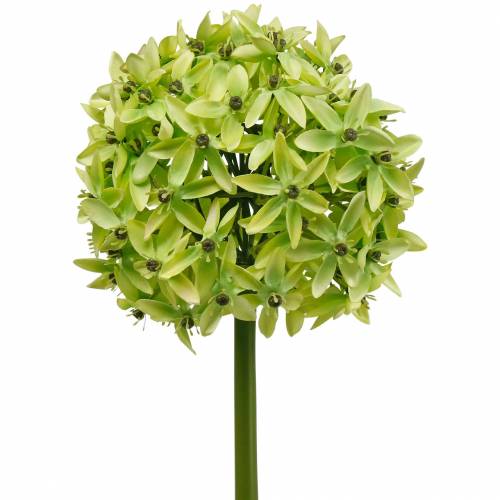 Floristik24 Oignon ornemental Allium, fleur en soie, boule artificielle vert poireau Ø20cm L72cm