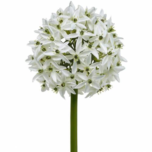 Floristik24 Fleur décorative Allium, boule artificielle poireau, oignon décoratif blanc Ø20cm L72cm