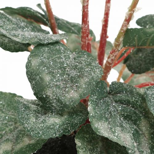 Floristik24 Cyclamen en crème 28cm