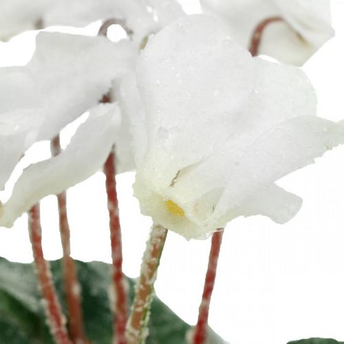 Floristik24 Cyclamen en crème 28cm