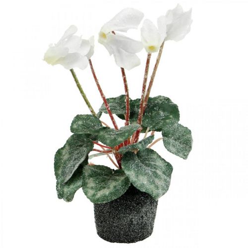 Floristik24 Cyclamen en crème 28cm