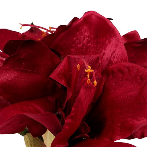 Floristik24 Amaryllis Rouge Foncé L 73cm 2pcs