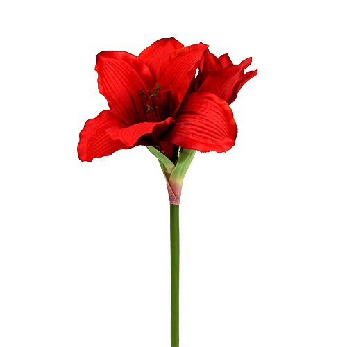 Floristik24 Amaryllis Rouge L 68cm 1pc