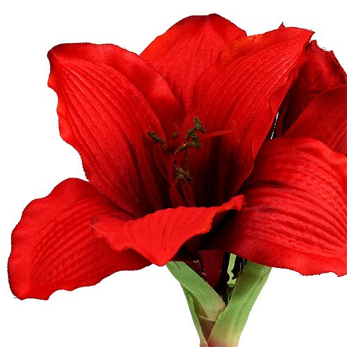 Floristik24 Amaryllis Rouge L 68cm 1pc