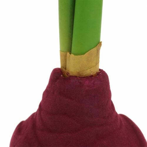 Floristik24 Tubercule d&#39;amaryllis avec bourgeons Artificiel 30cm Bourgogne