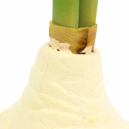 Floristik24 Tubercule d'amaryllis avec bourgeons Artificiel blanc H30cm