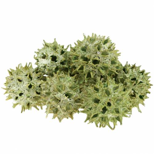 Floristik24 Cônes Sweetgum vert givré 250g