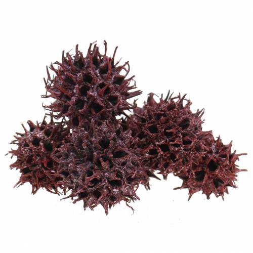 Floristik24 Cônes de liquidambar rouges givrés 250g