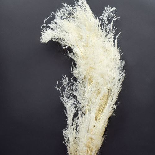 Asperges séchées, asperges ornementales, crème, 90 cm, 5 pièces