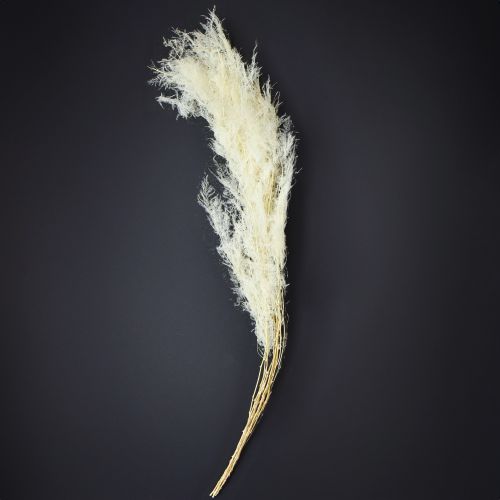 Article Asperges séchées, asperges ornementales, crème, 90 cm, 5 pièces