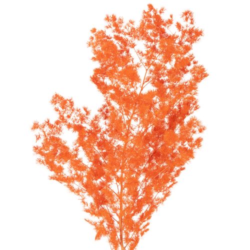 Asparagus décoratif séché teint orange 65 cm 80 g