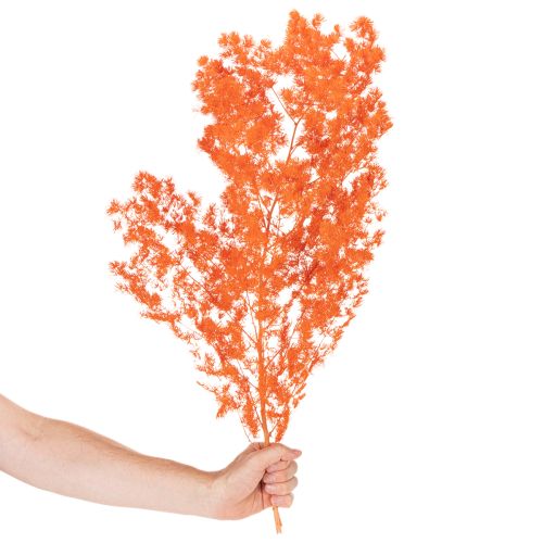 Asparagus décoratif séché teint orange 65 cm 80 g | Floristik24.fr