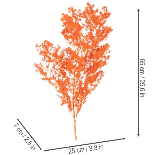 Asparagus décoratif séché teint orange 65 cm 80 g | Floristik24.fr