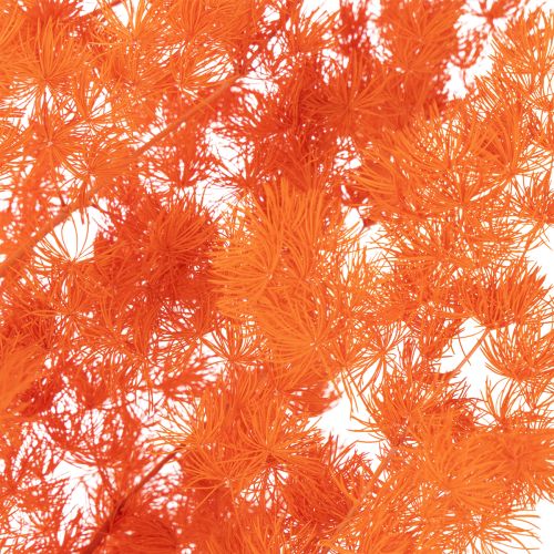 Asparagus décoratif séché teint orange 65 cm 80 g | Floristik24.fr