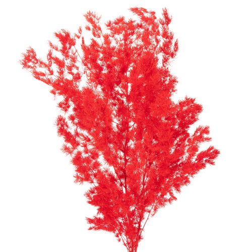 Asperge séchée rouge pour arrangements floraux 65 cm 80 g