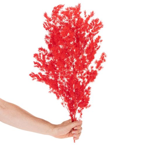 Asperge séchée rouge pour arrangements floraux 65 cm 80 g | Floristik24.fr