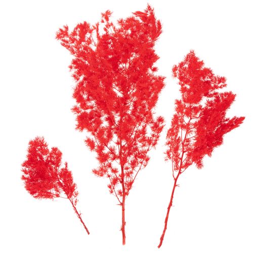 Asperge séchée rouge pour arrangements floraux 65 cm 80 g | Floristik24.fr
