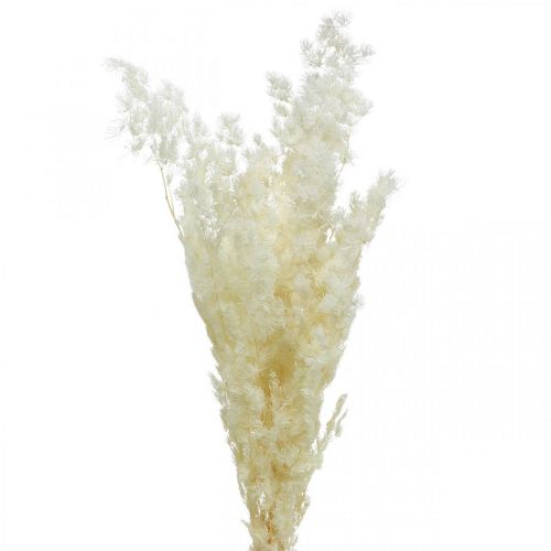 Asperges décoration sèche herbe ornementale séchée blanche 80g