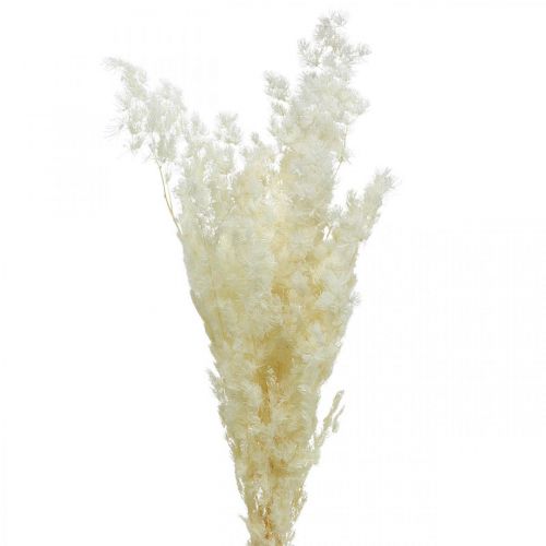 Floristik24 Asperges décoration sèche herbe ornementale séchée blanche 80g