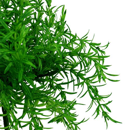 Floristik24 Brousse d&#39;asperges vert 25cm