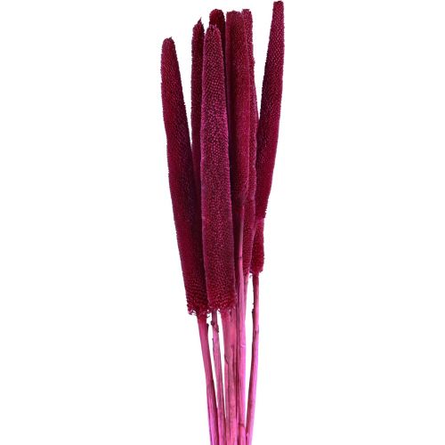 Millet perlé, babala roseau, millet rose 70cm 10pcs
