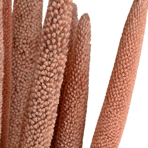 Millet perlé, babala de roseau, millet rouge brun 70cm 10pcs