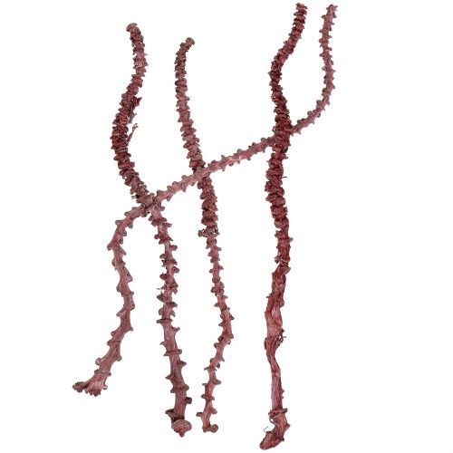 Floristik24 Tiges de bananier Rouge bordeaux, blanchi 25-55cm 20pcs