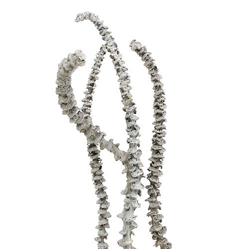 Article Tige de Banane Blanc lavé 20 pcs