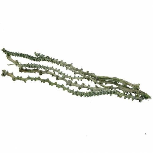 Article Tige de Banane Dekoast Vert, blanchi à la chaux 20 pcs