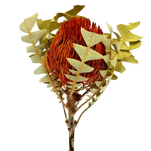 Floristik24 Banksia Baxterii Orange 8pcs