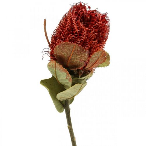 Floristik24 Banksia Baxteri Banksie Fleurs Séchées Exotiques Rouge Pack de 10