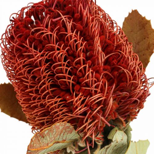 Floristik24 Banksia Baxteri Banksie Fleurs Séchées Exotiques Rouge Pack de 10