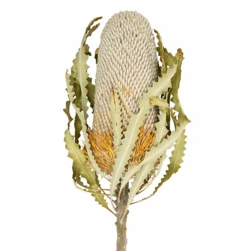 Floristik24 Banksia Hookerana naturel 7pcs
