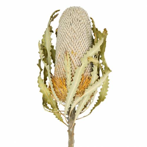 Floristik24 Banksia Hookerana naturel 7 pcs