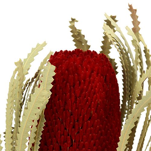 Floristik24 Banksia Hookerana rouge 7 pcs