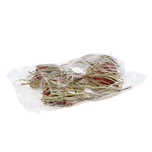 Floristik24 Banksia Hookerana rouge 7 pcs