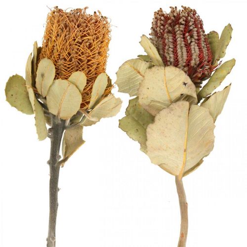 Banksia coccinea fleurs séchées nature 10pcs