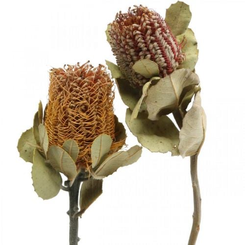 Banksia coccinea fleurs séchées nature 10pcs