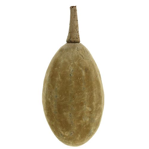 Floristik24 Baobab fruit naturel 15cm - 20cm