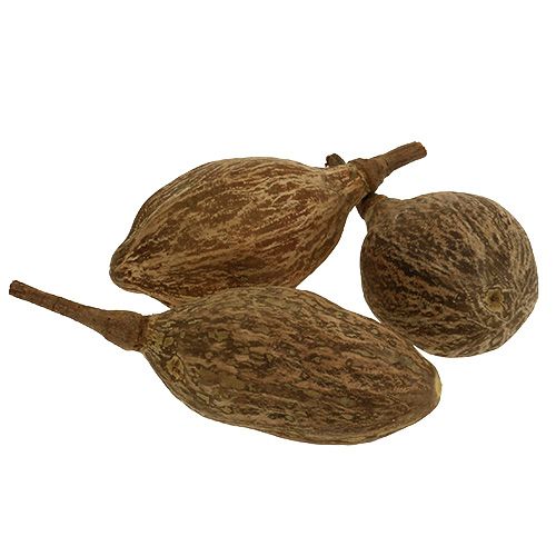 Floristik24 Fruit de baobab pelé 15cm - 20cm naturel 5 pcs