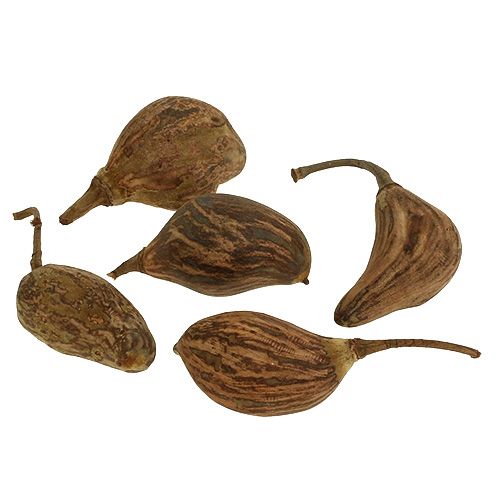 Floristik24 Baobab mini pelé naturel 8cm - 12cm 250g