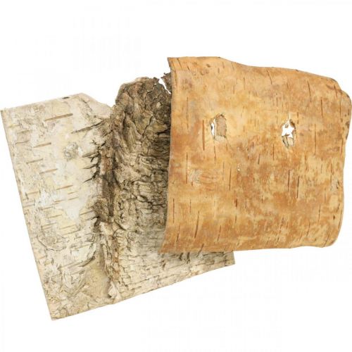 Floristik24 Écorce d'arbre écorce décorative carrée écorce de bouleau naturelle 10×10cm 6 pcs