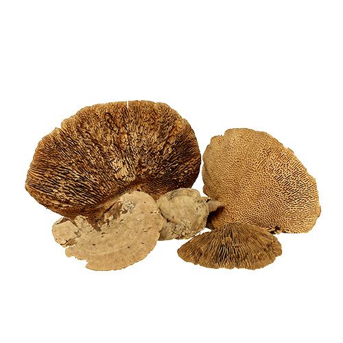 Floristik24 Champignon polypore naturel 2 kg