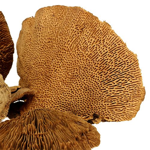 Floristik24 Champignon polypore naturel 2 kg