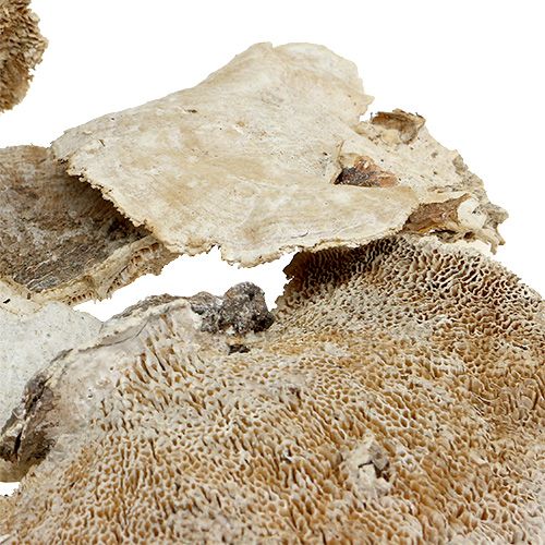 Eponge arbre lavée blanc 1kg
