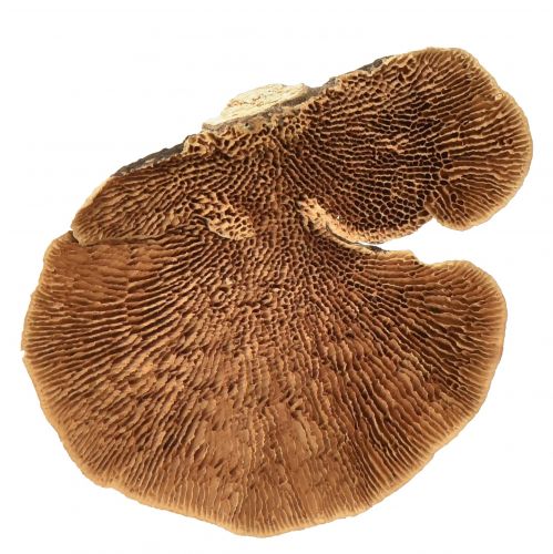 Article Éponge d&#39;arbre petite décoration de champignons d&#39;arbre naturels 4-6cm 1kg