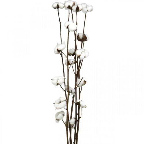 Floristik24 Branche de coton, branche décorative en coton, vrai coton L80cm 5pcs